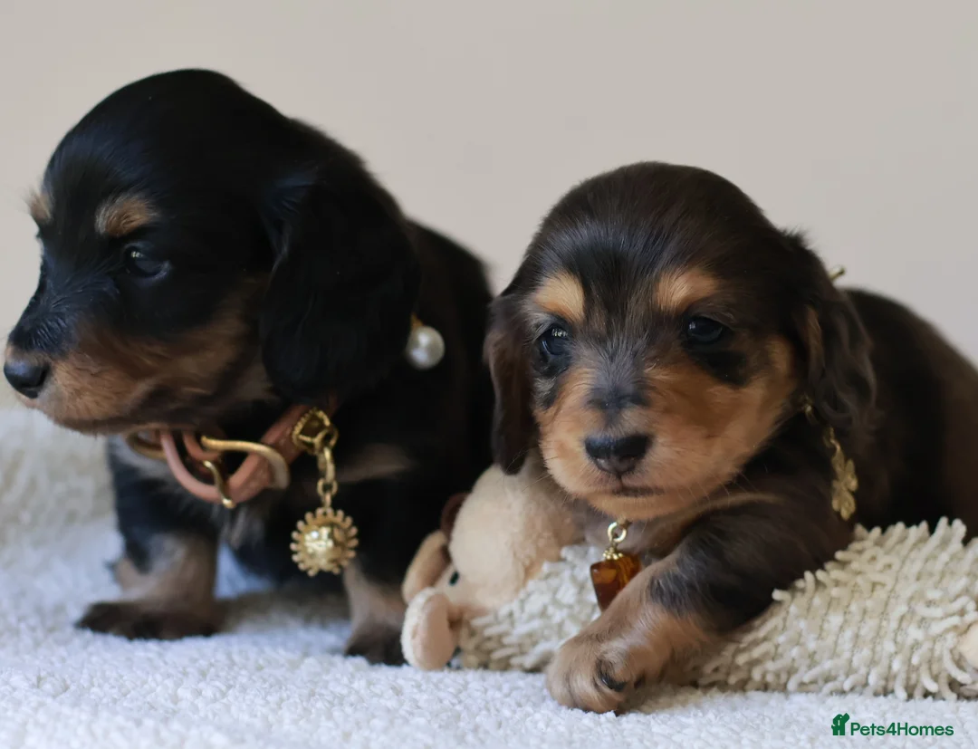 Miniature Dachshund dogs for sale: 5*Licensed+ LongHaired+KCreg+PraClear+Vetchecked - Advert 1