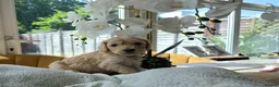Cockapoo dogs for sale: 4 x F2 cockapoos - Advert 6