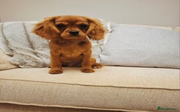 Cavalier King Charles Spaniel dogs for sale: KC REG Health tested parents 💙🩵 - Image 3