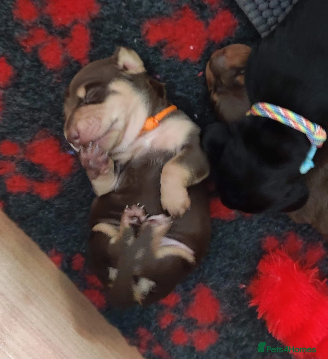 Miniature Dachshund dogs for stud: Harley (kleinartemis Apollo) KC NAME in Glasgow - Advert 3