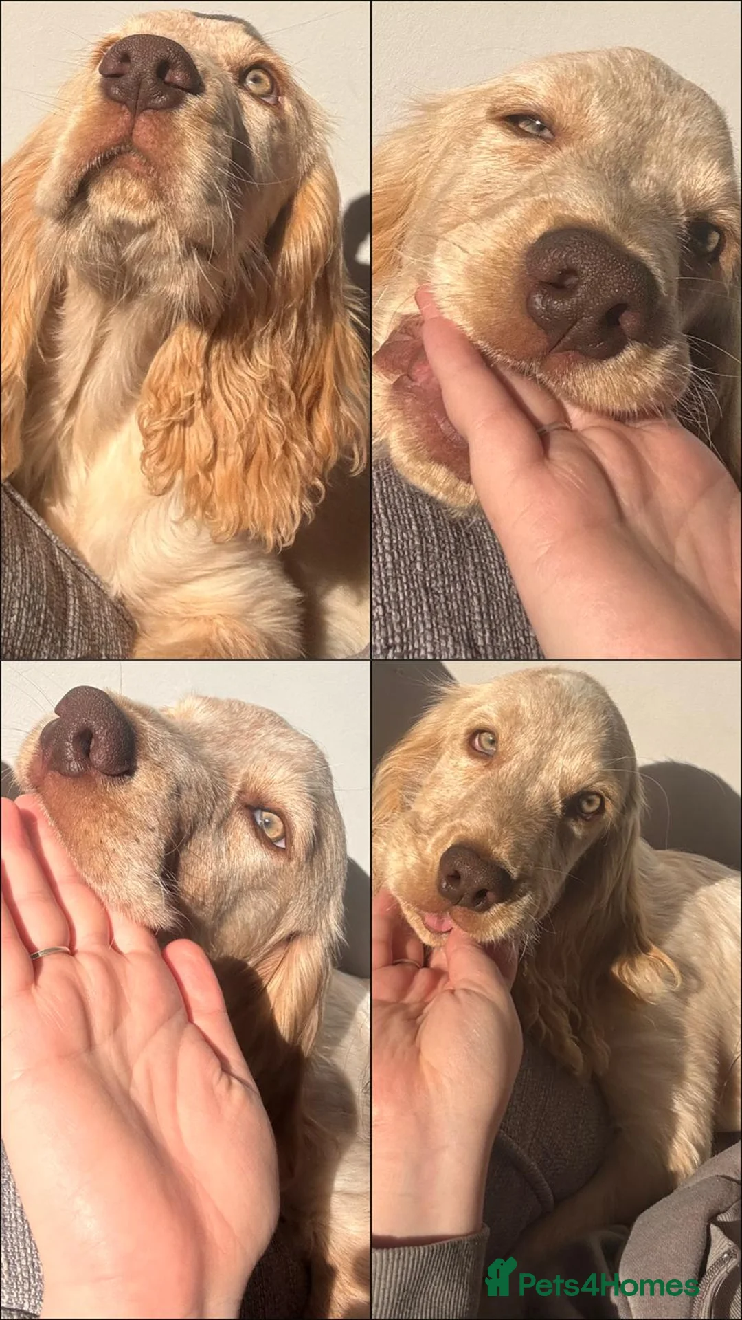 Cocker Spaniel dogs for sale: Cocker spaniel puppy - Advert 2