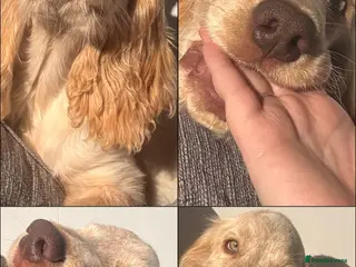 Cocker Spaniel dogs Cocker spaniel puppy - Advert 21