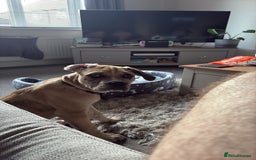 Cane Corso dogs for sale: Trained Cane Corso, Odin. - Image 5