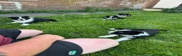 Border Collie dogs for sale: ISDS registered border collie puppies  - Advert 3