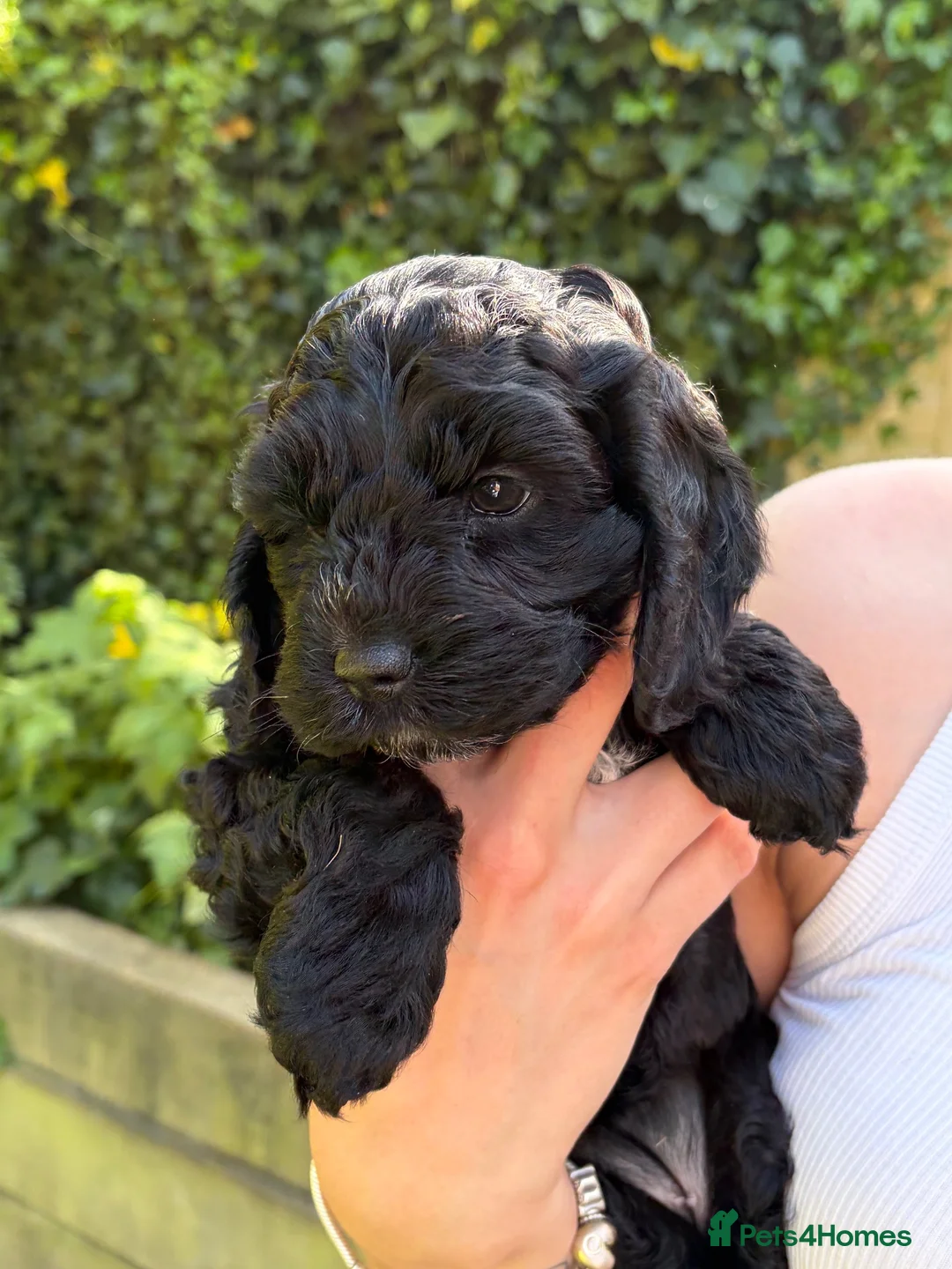 Cockapoo dogs for sale: 🐾 Bonfire Night Puppies🐾 - Advert 2