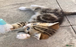 Siberian cats for sale: Persian/Siberian kittens - Image 10