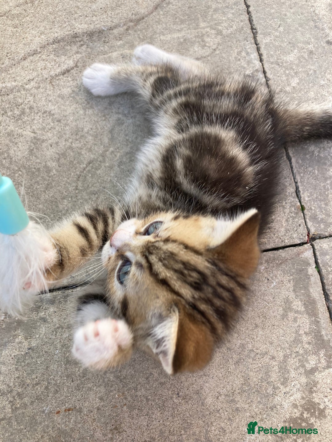 Siberian cats for sale: Persian/Siberian kittens - Image 10