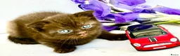 Scottish Fold cats for sale: 5 Scottish Fold Kittens for sale - Advert 2
