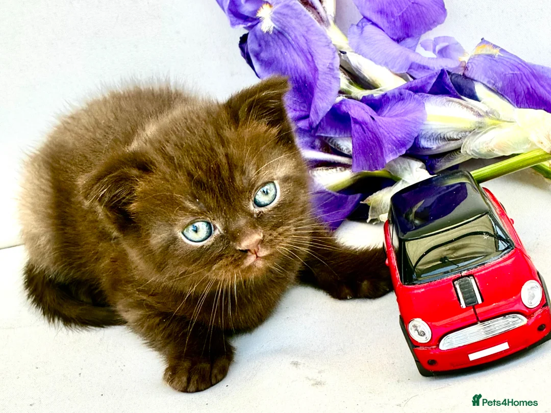 Scottish Fold cats for sale: 5 Scottish Fold Kittens for sale - Advert 2