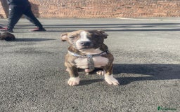 Alapaha Blue Blood Bulldog dogs for sale: Alapaha blue bulldog puppy  - Image 12