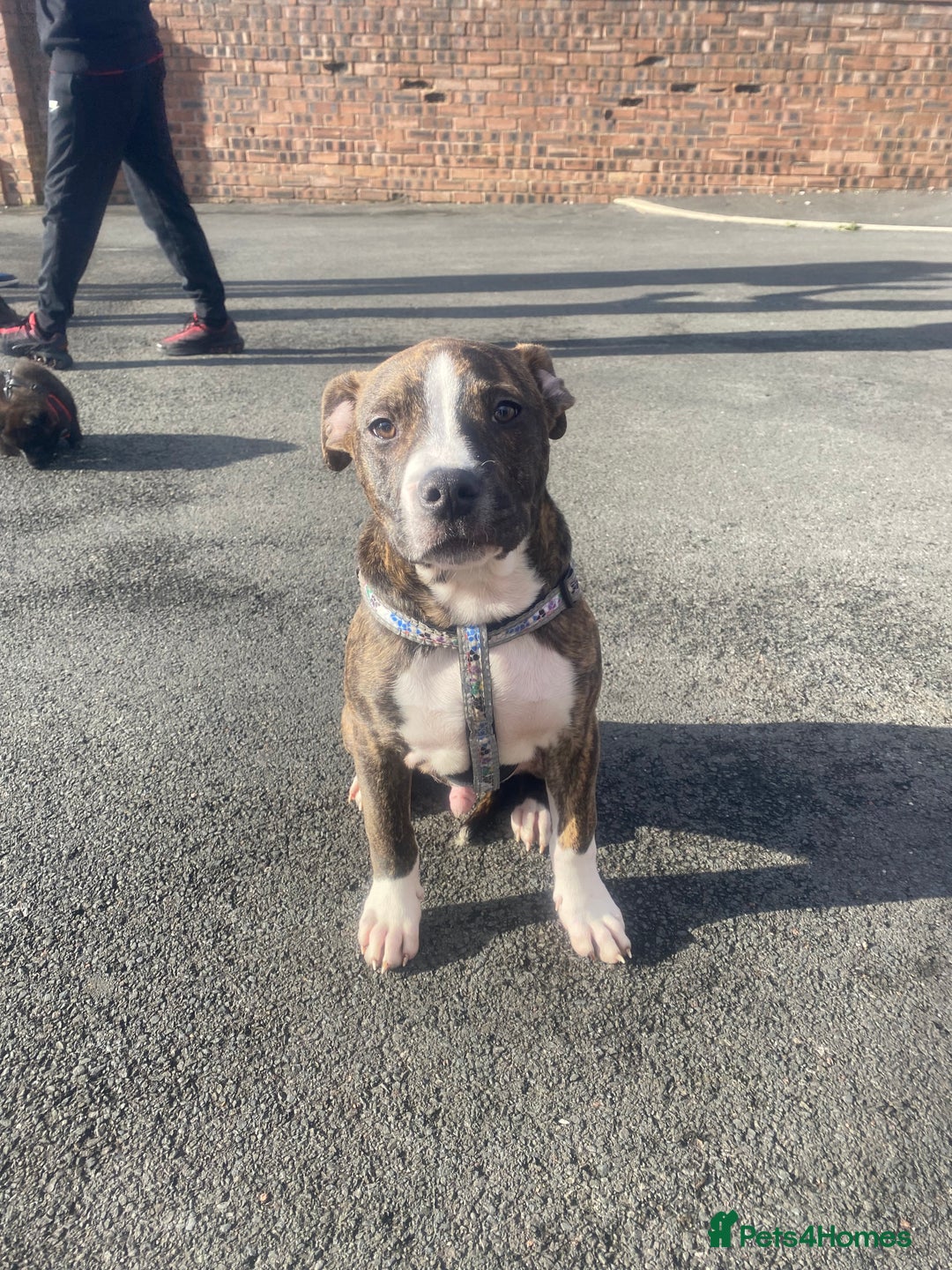 Alapaha Blue Blood Bulldog dogs for sale: Alapaha blue bulldog puppy  - Image 12