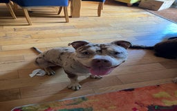Mixed Breed dogs for sale: Female~ Ruby - Image 4