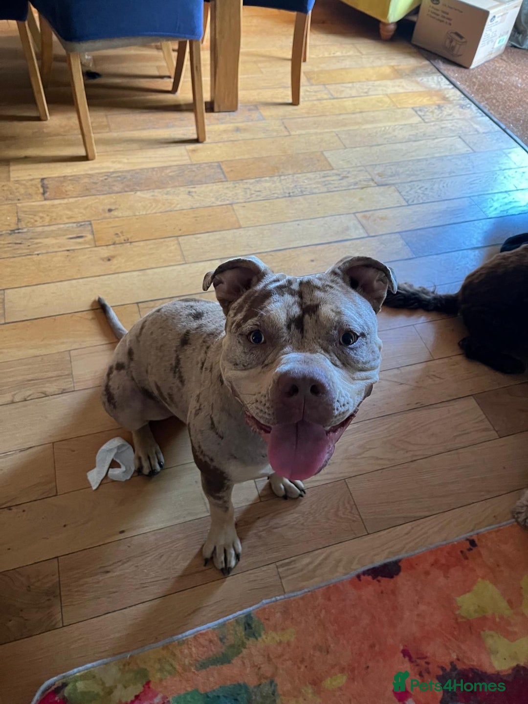 Mixed Breed dogs for sale: Female~ Ruby - Image 4