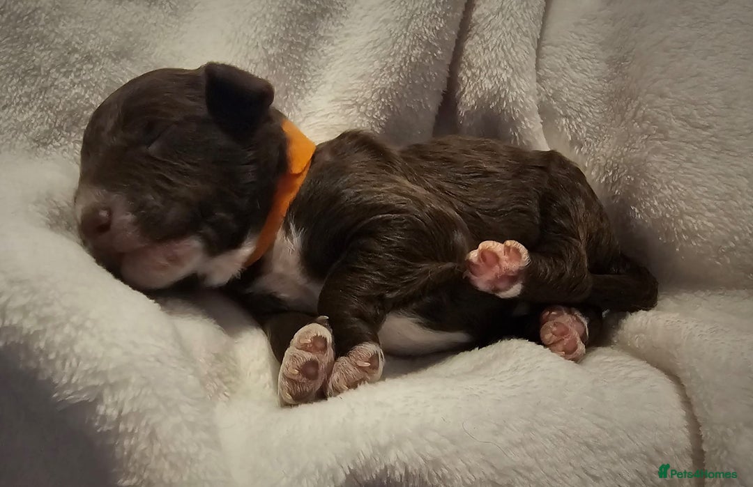 Cockapoo dogs for sale: sable & phantom & tri colour cockapoo puppies  - Image 16