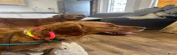Golden Retriever dogs for sale: 🐾💛 Golden retriever puppies available 💛🐾 - Advert 4