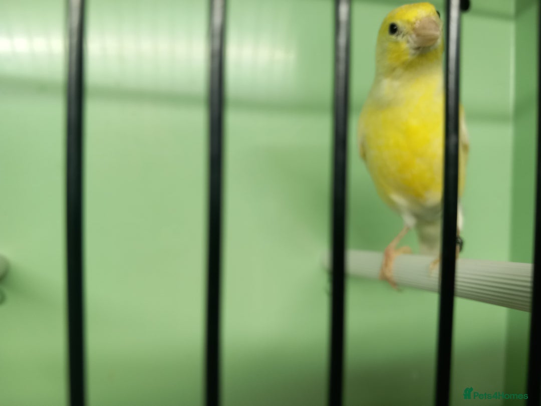 Canaries birds for sale: Canaries  - Image 14