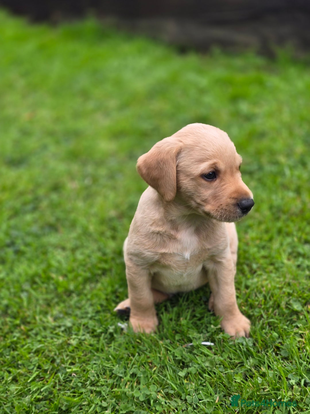 Labrador Retriever dogs for sale: Working Lab's  - Image 7