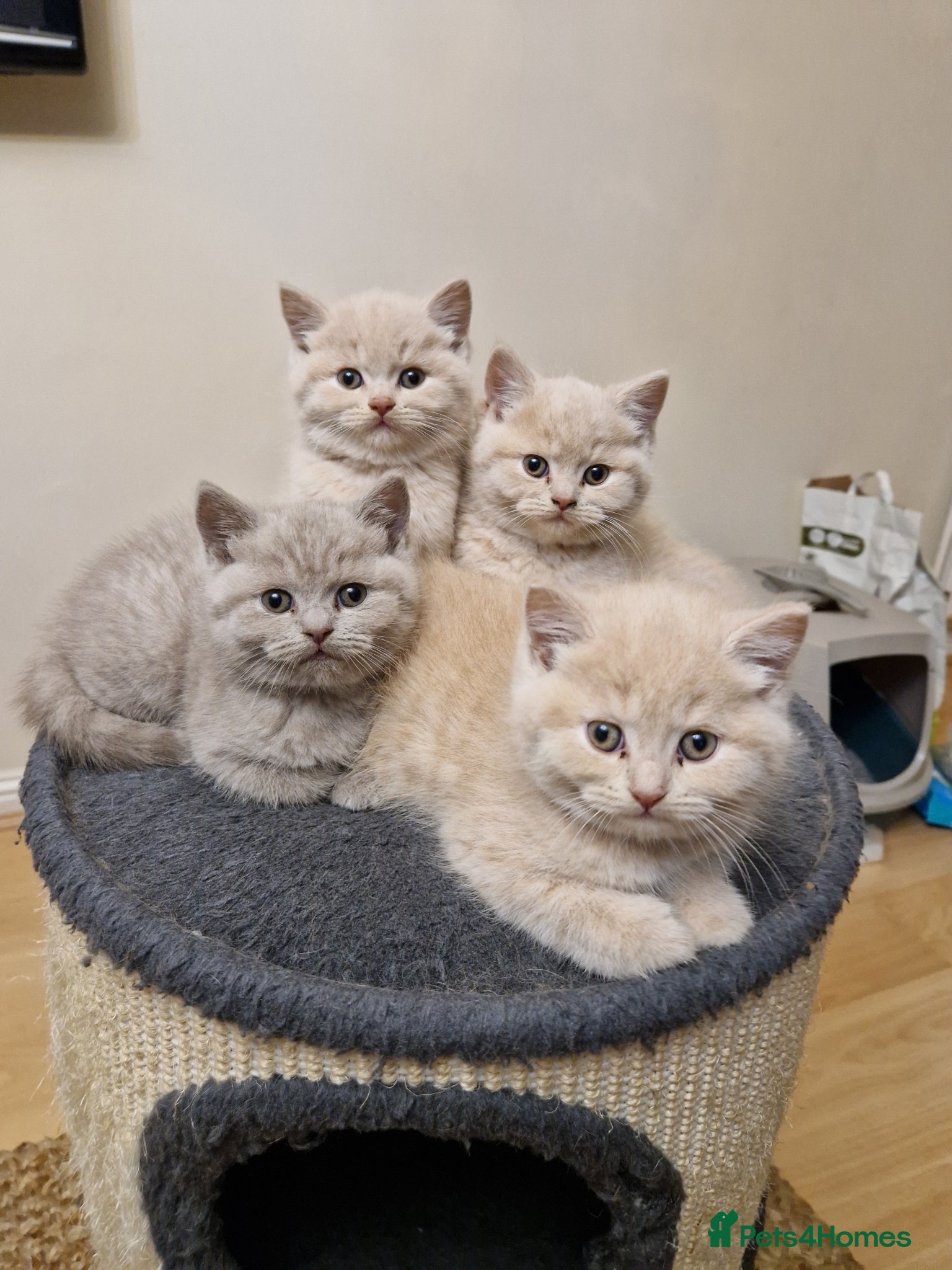 British Shorthair cats British Shorthair Kittens  - Advert 17