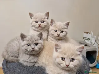 British Shorthair cats British Shorthair Kittens - Advert 17