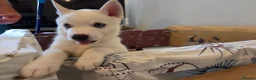 Huskita dogs for sale: Puppies for sale - Advert 21