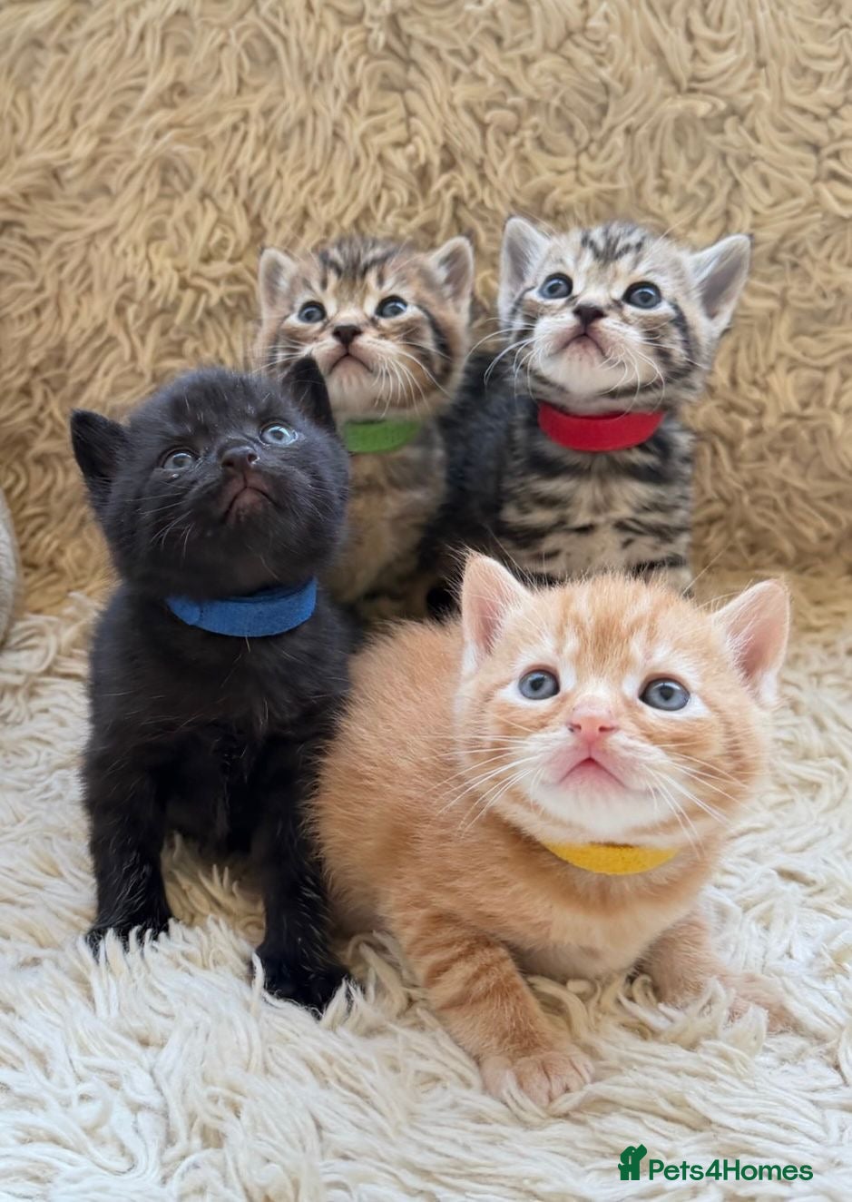 Maine Coon cats for sale: Maine Coon Cross Kittens Seeking Forever Homes - Advert 4