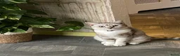 British Shorthair cats for sale: 4 beautiful British shorthair mixes.  - Advert 2