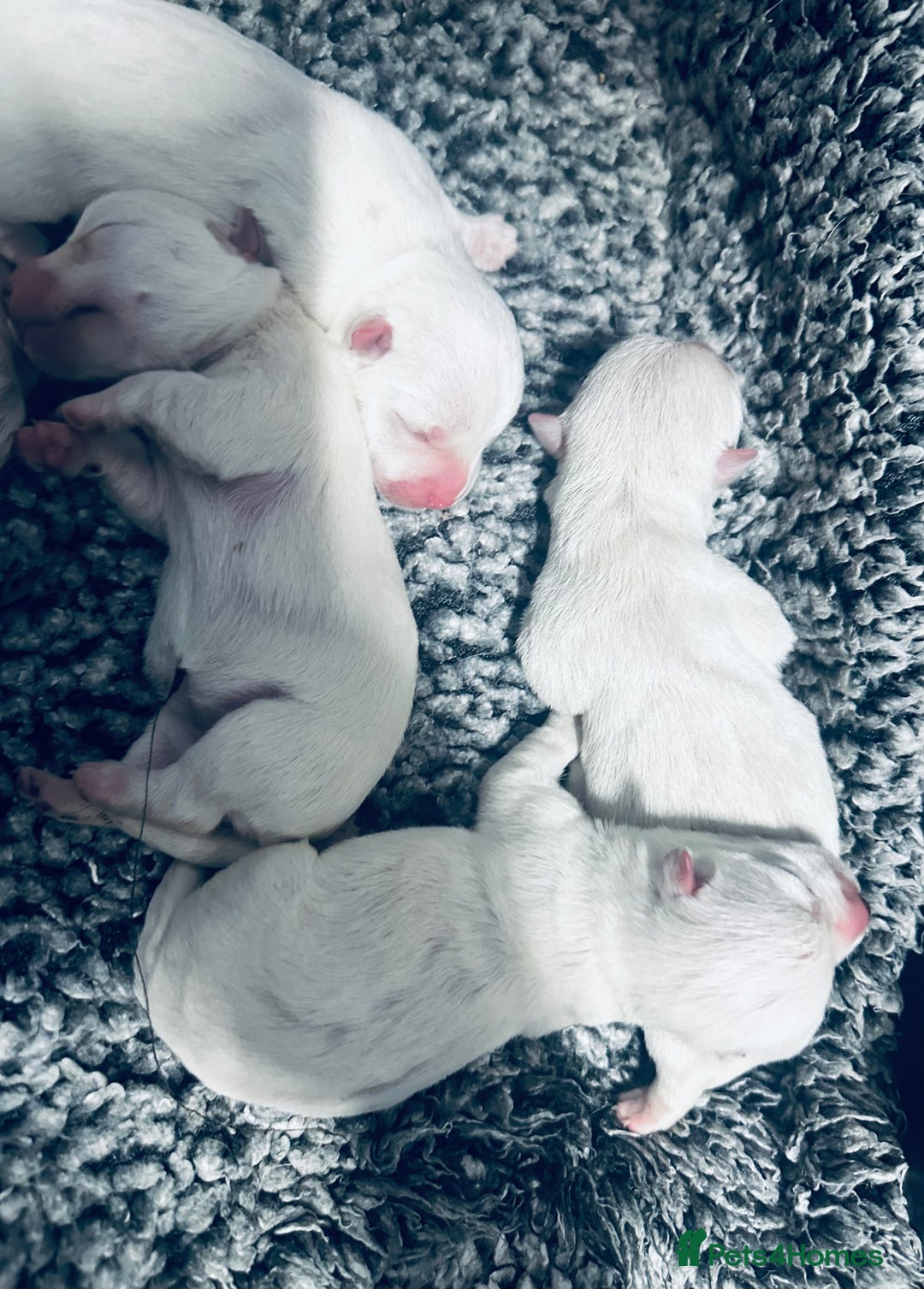 West Highland Terrier dogs for sale: KC Reg Westies - Image 9