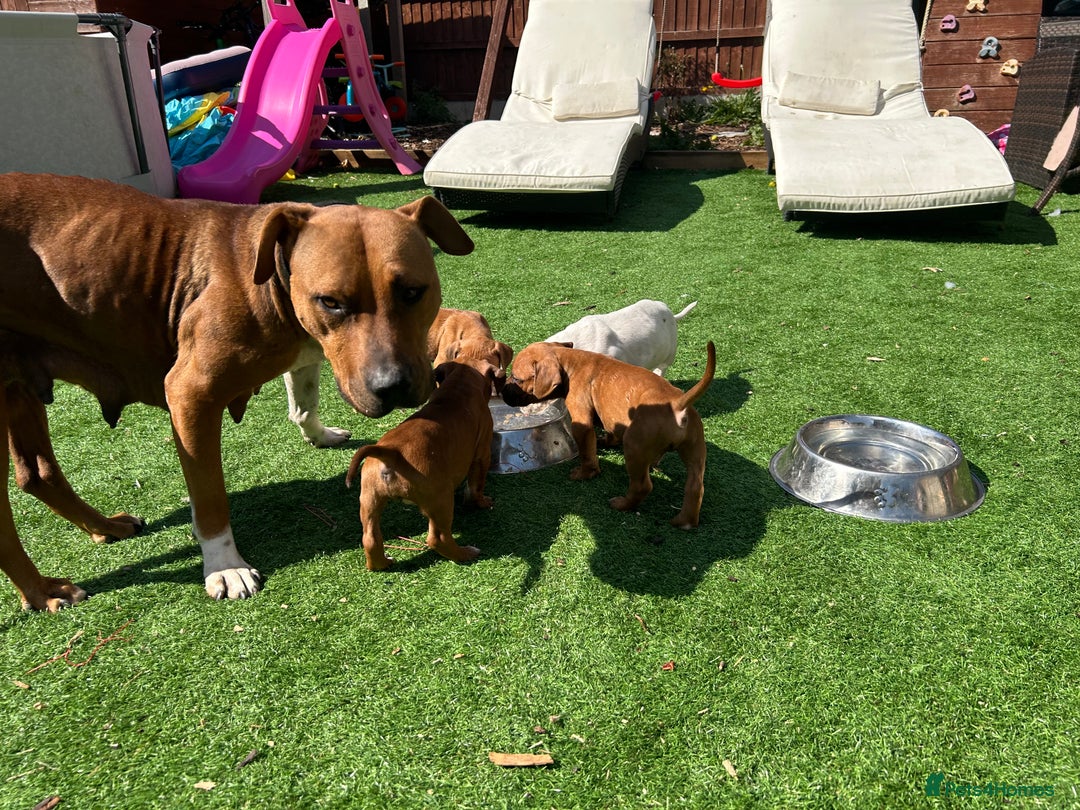 Staffordshire Bull Terrier dogs for sale: Staffordshire bull terrier  - Advert 4