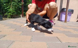 Mixed Breed dogs for adoption: Meet LUNA, a Lovely Puppy Girl - for a Loving Home - Image 21