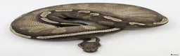 Python Snake reptiles for sale: Last few royals need moving on asap - Advert 10