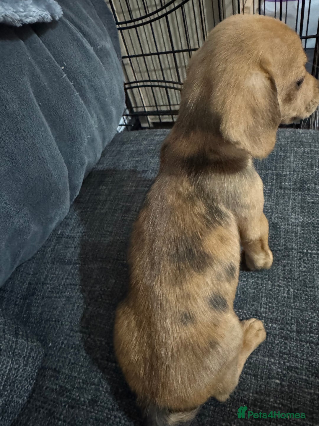 Dachshund dogs for sale: 5 beautiful dachshund 1 girl 4 boys - Advert 3