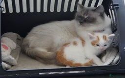 Mixed Breed cats for sale: Mix Ragdoll /Domestic cat  - Image 12