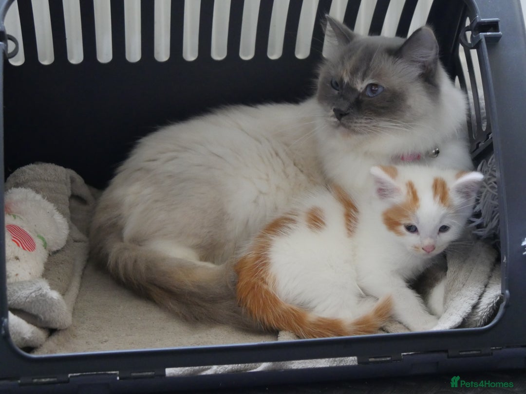Mixed Breed cats for sale: Mix Ragdoll /Domestic cat  - Image 12
