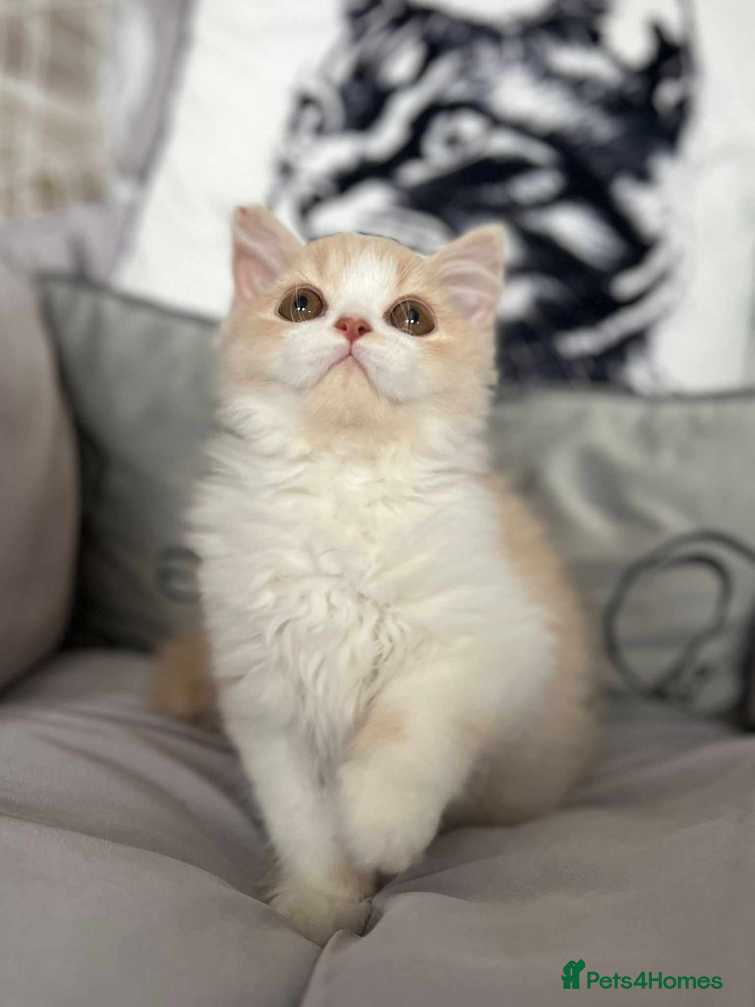 British Longhair cats Stunning baby doll BLH bicolour boy, ready now  - Advert 1