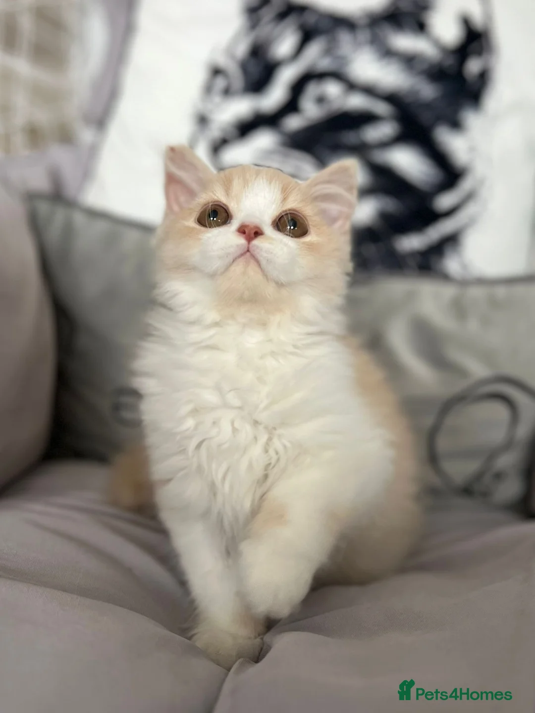 British Longhair cats for sale: Stunning baby doll BLH bicolour boy, ready now  - Advert 2