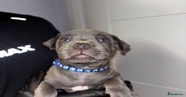Staffordshire Bull Terrier dogs - Advert 4