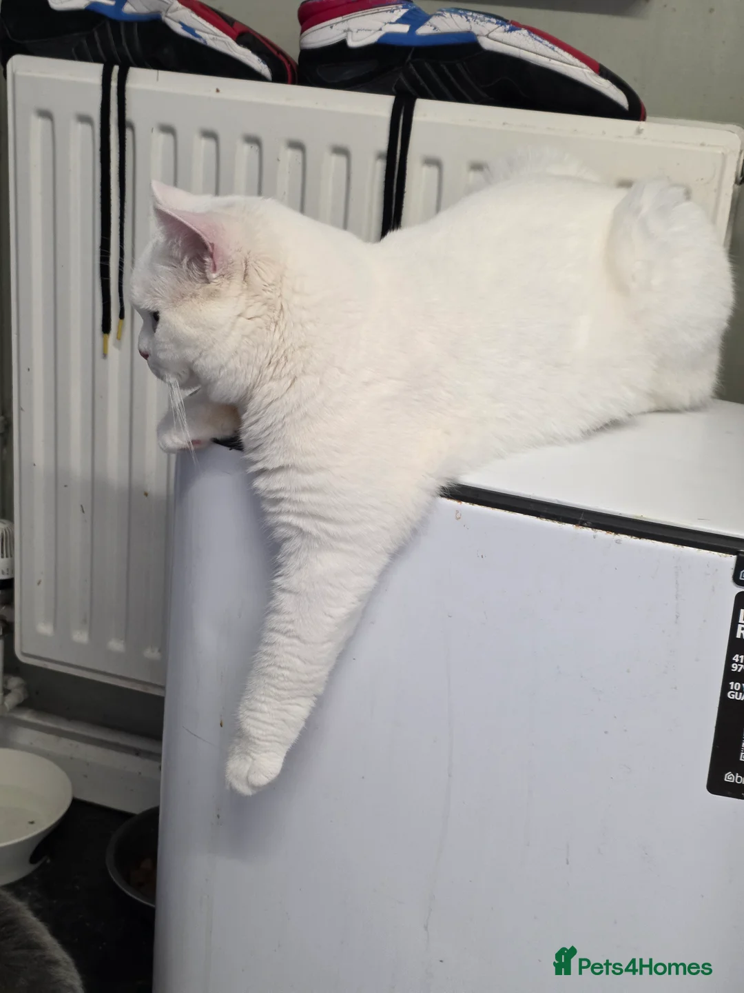 British Shorthair cats for stud: British Shorthair White Boy – proven stud service  - Advert 7