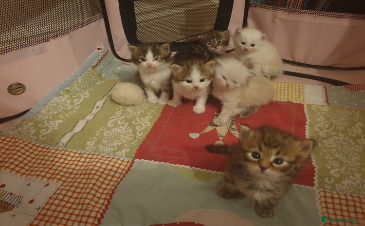 Siberian cats - Advert 3