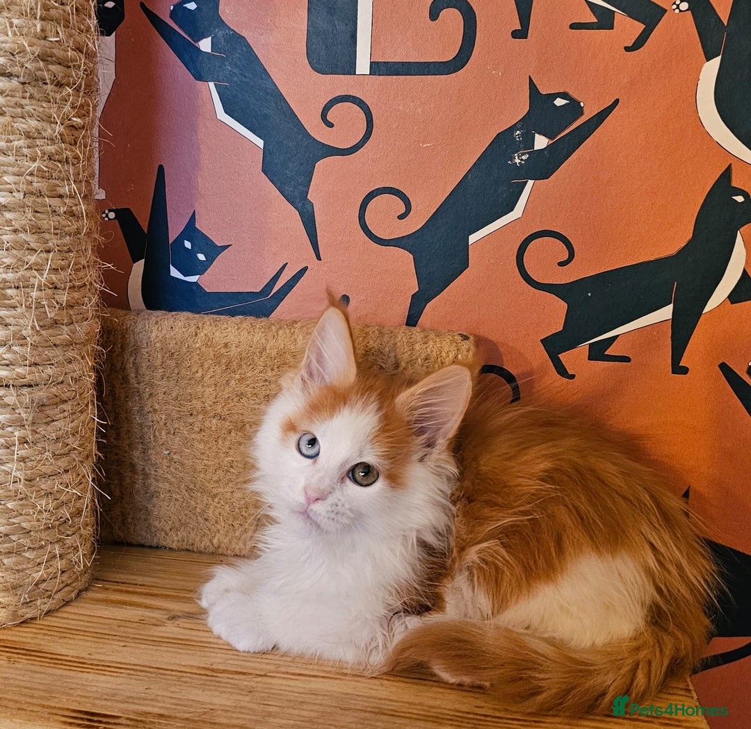 Maine Coon cats for sale: Maine Coons Kittens,  *1 polydactil available* - Advert 1