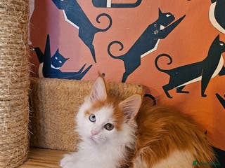 Maine Coon cats Maine Coons Kittens, *1 polydactil available* - Advert 11
