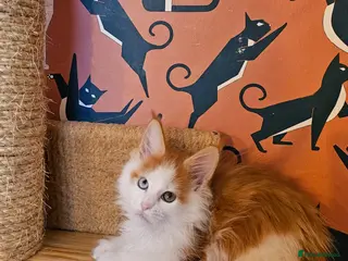 Maine Coon cats Maine Coons Kittens, *1 polydactil available* - Advert 15