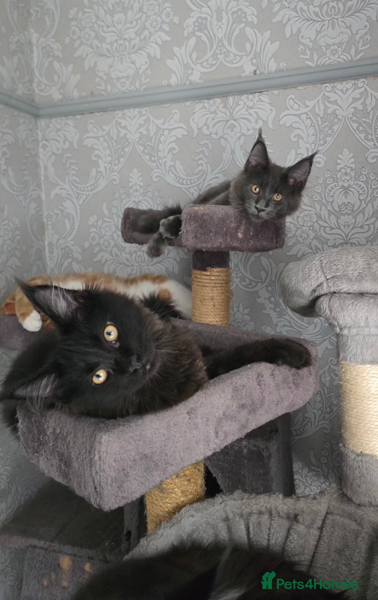 Maine Coon cats ❤️ Little Gentle Giants 🐾 - Advert 1