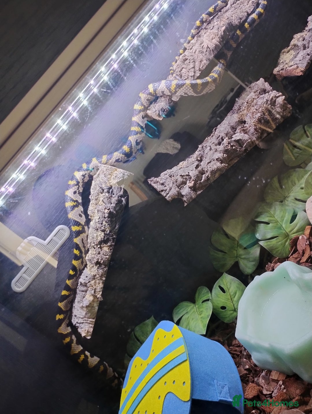 Rat Snake reptiles for sale: Mandarin rat snake and vivarium  - Image 3