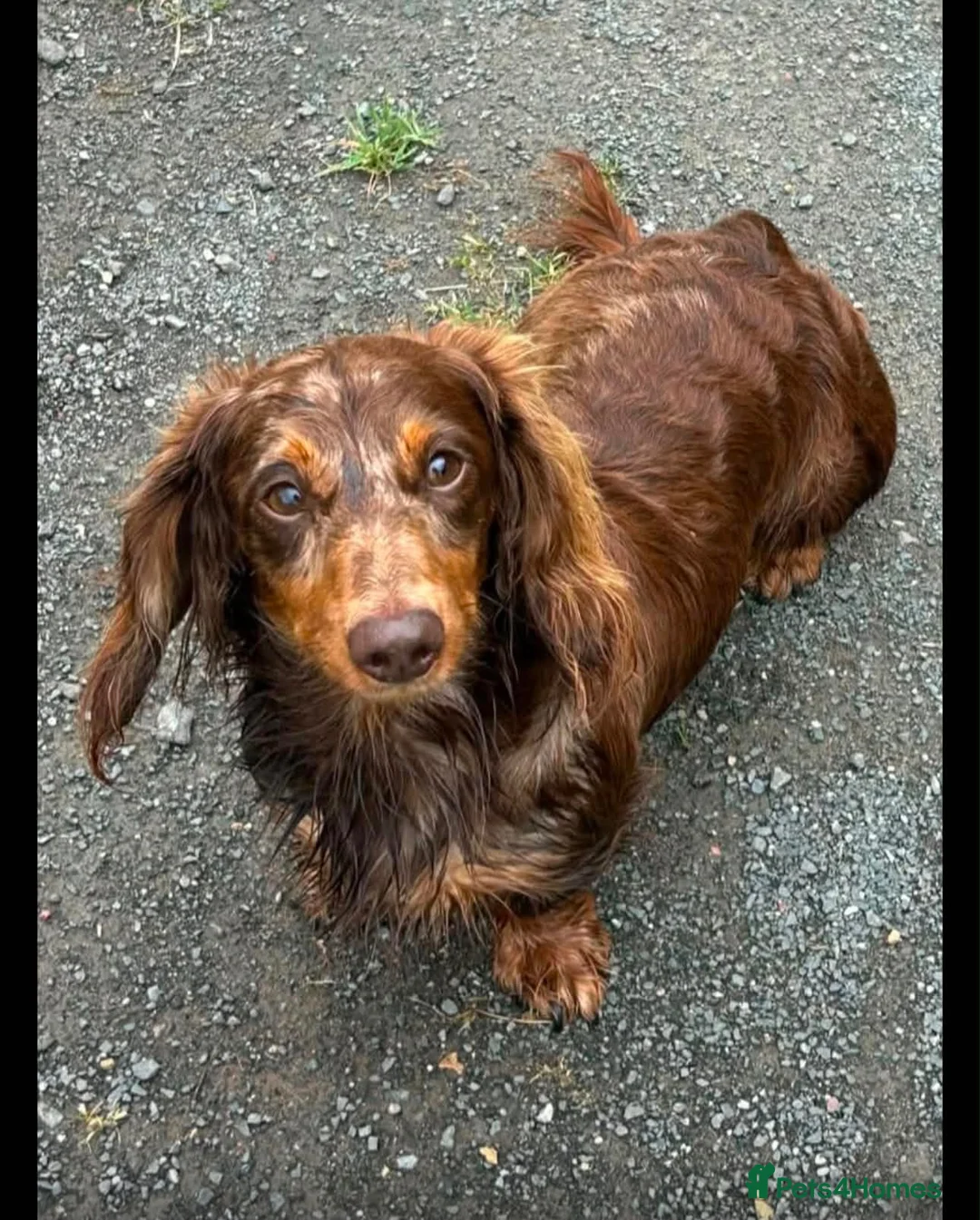 Miniature Dachshund dogs for sale: Long hair miniature daschund puppies for sale in Peterlee - Advert 2