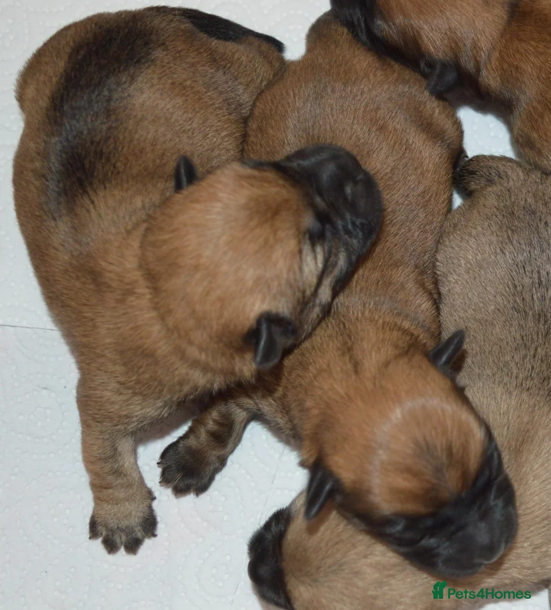Cairn Terrier dogs for sale: Gorgeous Cairn Terrier Puppys - Advert 2