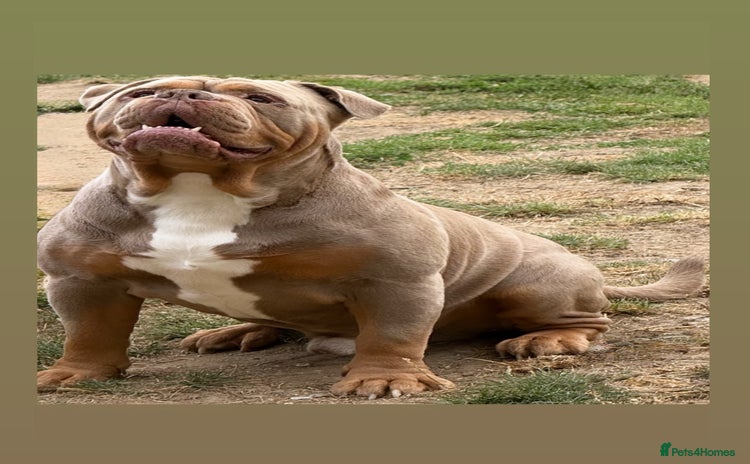 Olde English Bulldogge dogs - Advert 2
