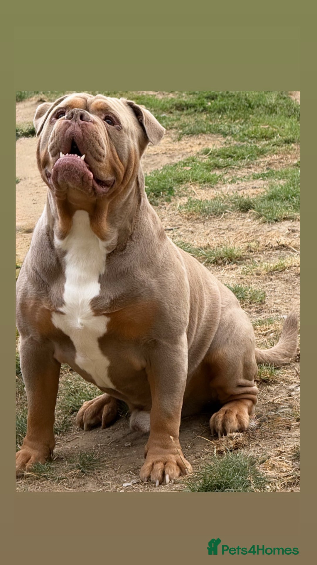 Olde English Bulldogge dogs for stud: Olde English Bulldog stud proven fluffy carrier - Image 1