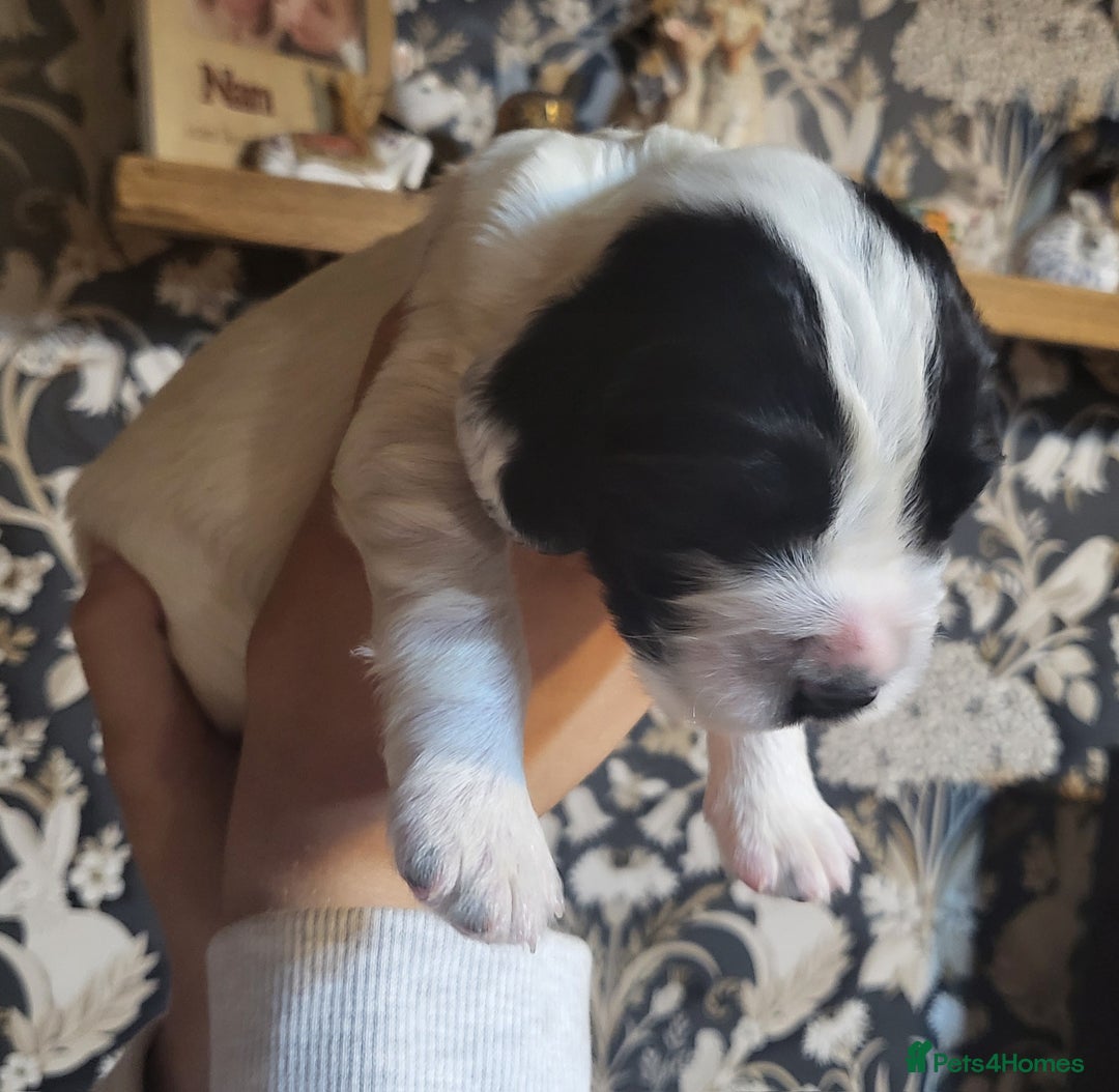 English Springer Spaniel dogs for sale: English springer spaniel pups  - Image 7