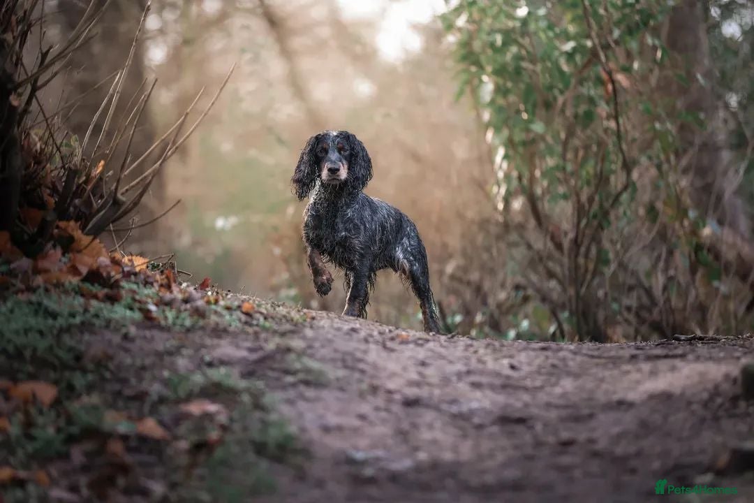 Cocker Spaniel dogs Beautiful Cocker spaniel puppies  - Advert 2