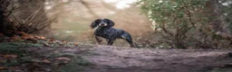 Cocker Spaniel dogs for sale: One female puppy left  - Advert 6